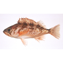 Sebastes thompsoni (Jordan et Hubbs, 1925)