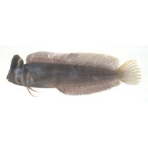Omobranchus fasciolatoceps (Richardson, 1846)