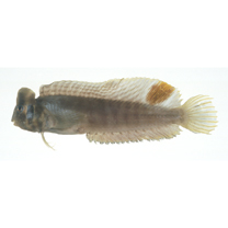 Omobranchus fasciolatoceps (Richardson, 1846)