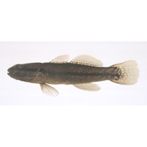 Tridentiger bifasciatus Steindachner, 1881