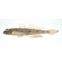 Favonigobius gymnauchen (Bleeker, 1860)