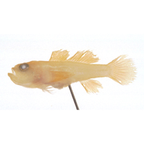 Lubricogobius exiguus Tanaka, 1915