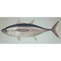 Thunnus tonggol (Bleeker, 1851)