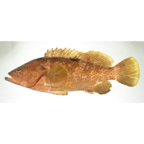 Epinephelus akaara (Temminck et Schlegel, 1842)