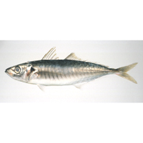 Decapterus maruadsi (Temminck et Schlegel, 1844)