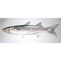 Mugil cephalus cephalus Linnaeus, 1758