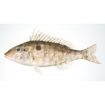 Lethrinus genivittatus Valenciennes, 1830