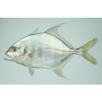 Carangichthys dinema (Bleeker, 1851)