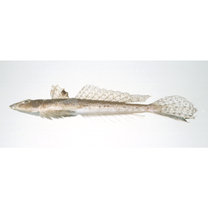 Repomucenus richardsonii (Bleeker, 1854)