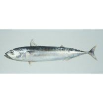 Auxis rochei (Risso, 1810)