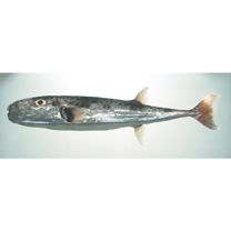 Lagocephalus sceleratus (Gmelin, 1789)