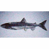 Oncorhynchus keta (Walbaum, 1792)