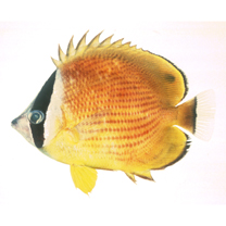 Chaetodon auripes Jordan et Snyder, 1901