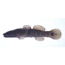Chaenogobius gulosus (Sauvage, 1882)