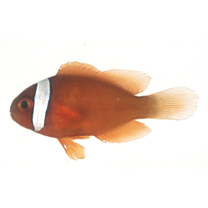 Amphiprion frenatus Brevoort, 1856