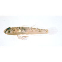 Cabillus tongarevae (Fowler, 1927)