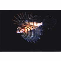 Ebosia bleekeri (Doderlein, 1884)