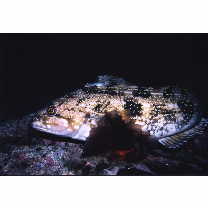 Hexagrammos otakii Jordan et Starks, 1895