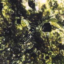 Ocynectes maschalis Jordan et Starks, 1904