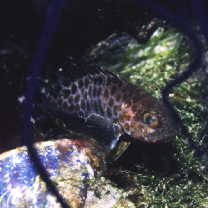 Epinephelus areolatus (Forsskal, 1775)