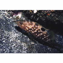 Epinephelus akaara (Temminck et Schlegel, 1842)