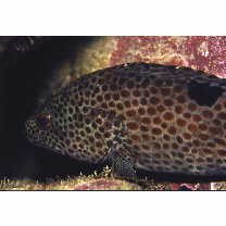 Epinephelus trimaculatus (Valenciennes, 1828)