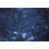 Pseudocaranx dentex (Bloch et Schneider, 1801)