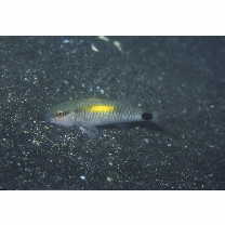 Parupeneus indicus (Shaw, 1803)