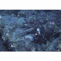 Cheilio inermis (Forsskal, 1775)