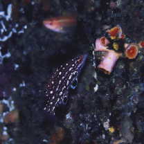 Bodianus dictynna Gomon, 2006