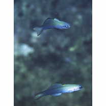 Ptereleotris evides (Jordan et Hubbs, 1925)