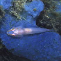 Pleurosicya boldinghi Weber, 1913