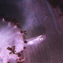 Pleurosicya boldinghi Weber, 1913