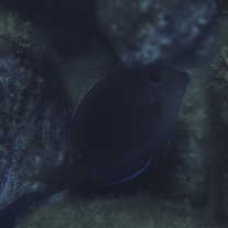 Ctenochaetus striatus (Quoy et Gaimard, 1825)