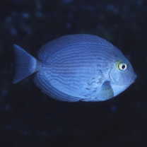 Acanthurus mata (Cuvier, 1829)