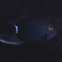 Acanthurus mata (Cuvier, 1829)