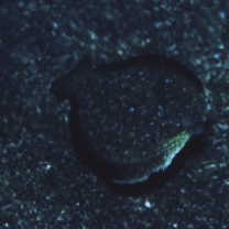 Crossorhombus kobensis (Jordan et Starks, 1906)