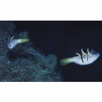 Paraluteres prionurus (Bleeker, 1851)