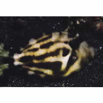 Cantherhines fronticinctus (Gunther, 1867)