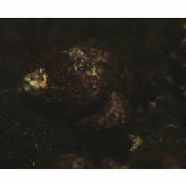 Scorpaenopsis cotticeps Fowler, 1938