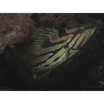 Epinephelus morrhua (Valenciennes, 1833)