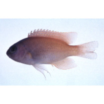 Chrysiptera rex (Snyder, 1909)