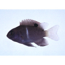 Chrysiptera biocellata (Quoy et Gaimard, 1825)