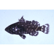 Epinephelus coeruleopunctatus (Bloch, 1790)