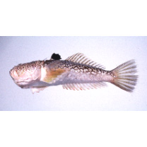 Uranoscopus japonicus Houttuyn, 1782