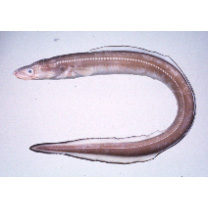 Conger myriaster (Brevoort, 1856)