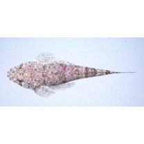 Sunagocia arenicola (Schultz, 1966)