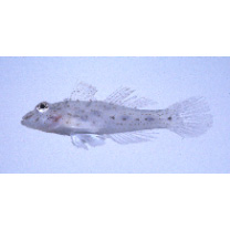 Fusigobius neophytus (Gunther, 1877)