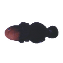 Gobiodon quinquestrigatus (Valenciennes, 1837)