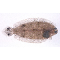 Poecilopsetta plinthus (Jordan et Starks, 1904)